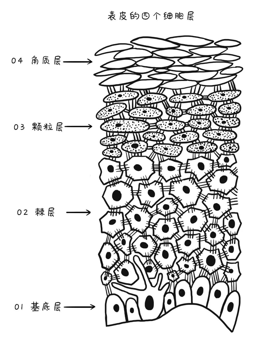 生姜的油细胞手绘图图片