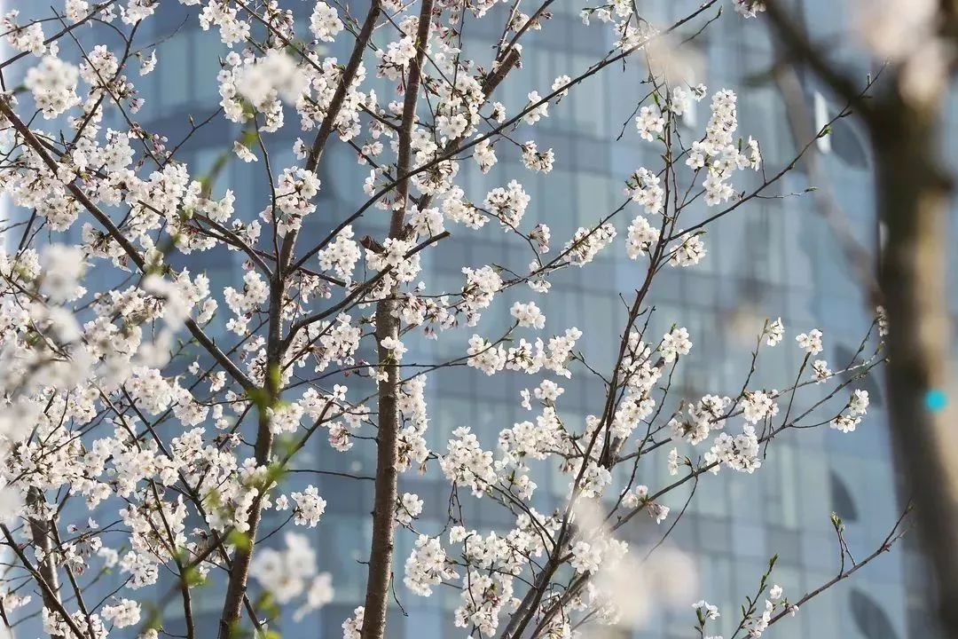 四平路樱花图片