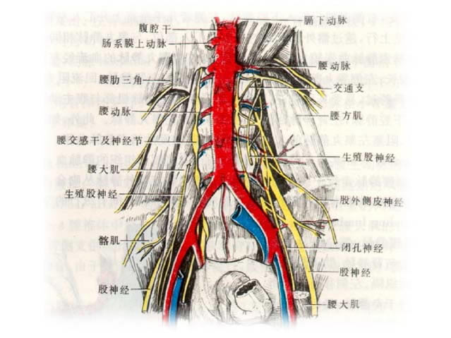 腹腔干动脉及其分支图片