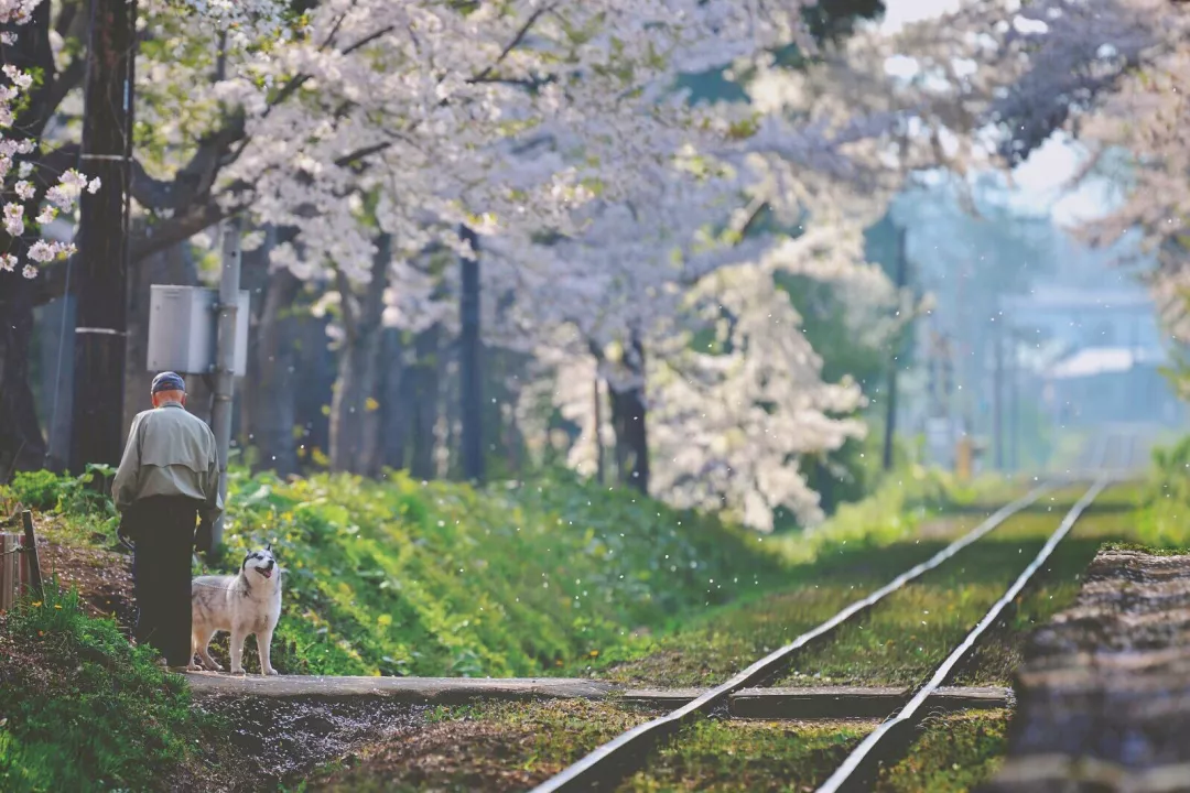 吃喝玩乐日本游丨电车开进樱花林,这不就是最唯美的日剧场景吗?