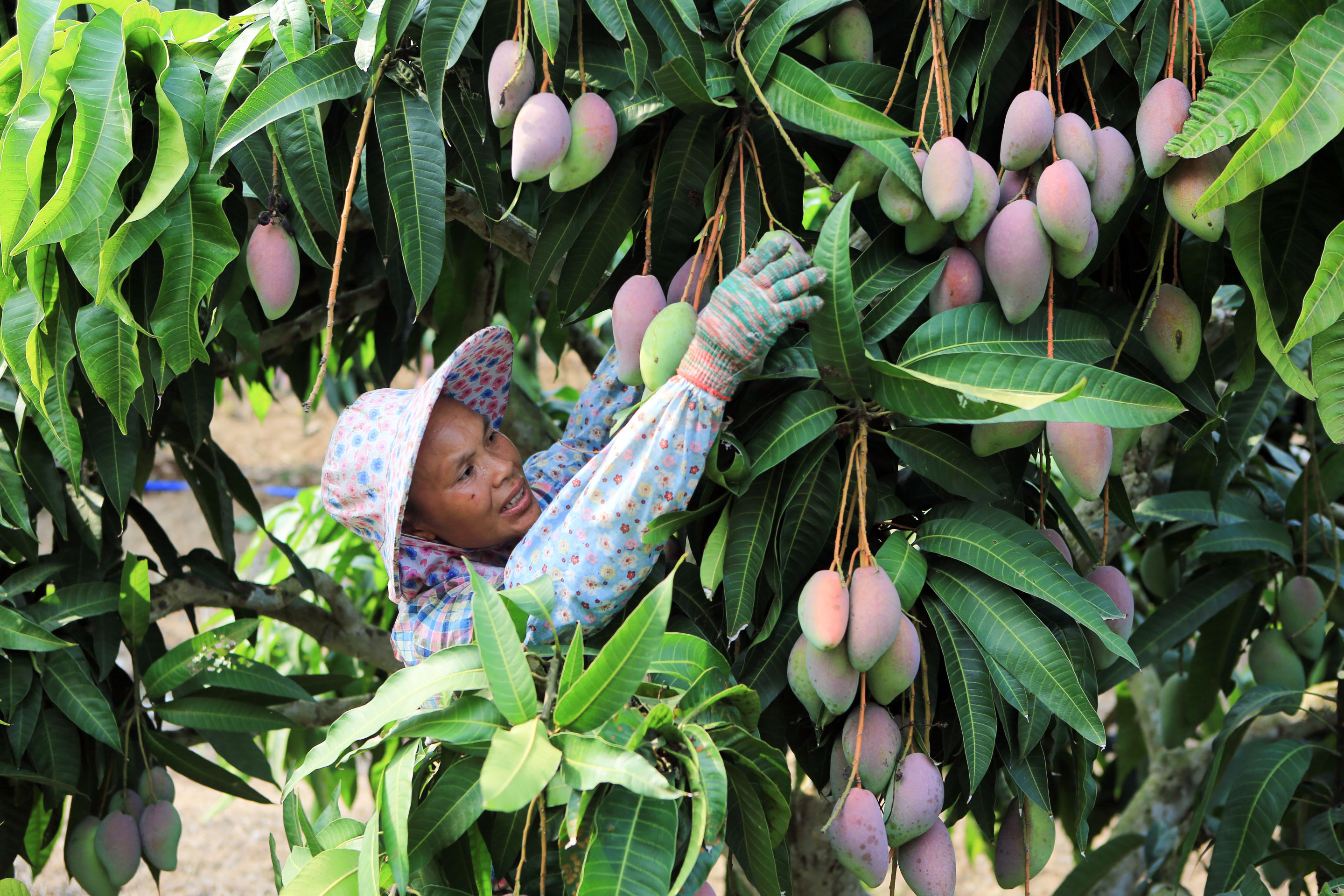 优势 做大芒果产业3月21日,在海南省三亚市崖州区福返芒果种植基地