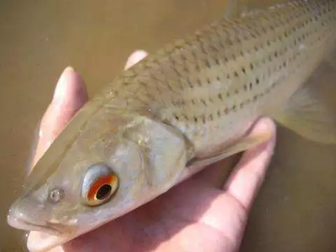 從未見過這種魚——有人說這可能是一種叫做赤眼鱒的長江水系肉食魚