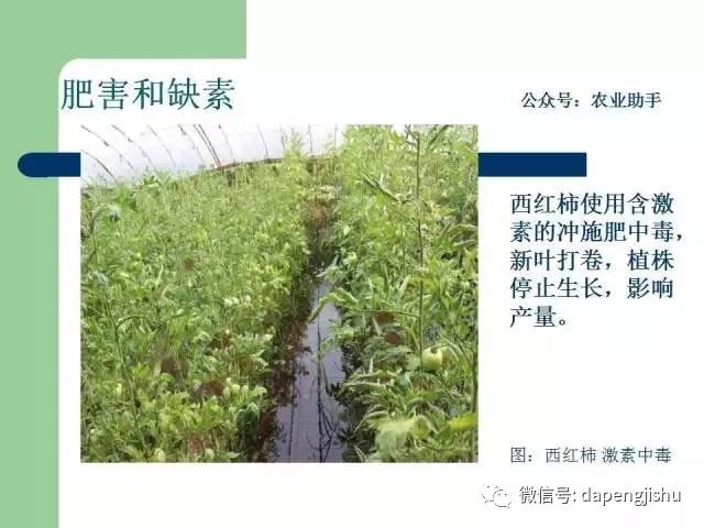 農藥藥害高清圖譜史上最全版毒死蜱吡蟲啉百菌清等常見農害