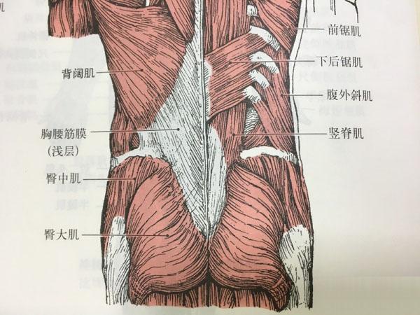 臀屈肌在哪个位置图解图片