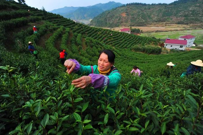 第五届资溪白茶文化节又是一年采茶时茶香美景等君来