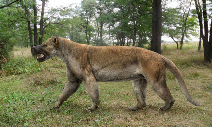 史上最大的犬科动物:比灰狼大一圈,实力比肩剑齿虎