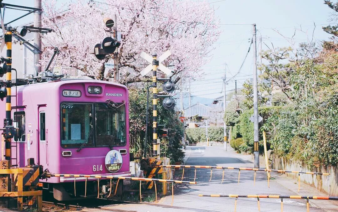 吃喝玩乐日本游丨电车开进樱花林,这不就是最唯美的日剧场景吗?