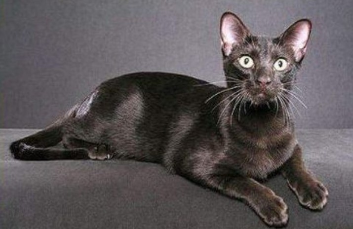 哈瓦那褐猫图片