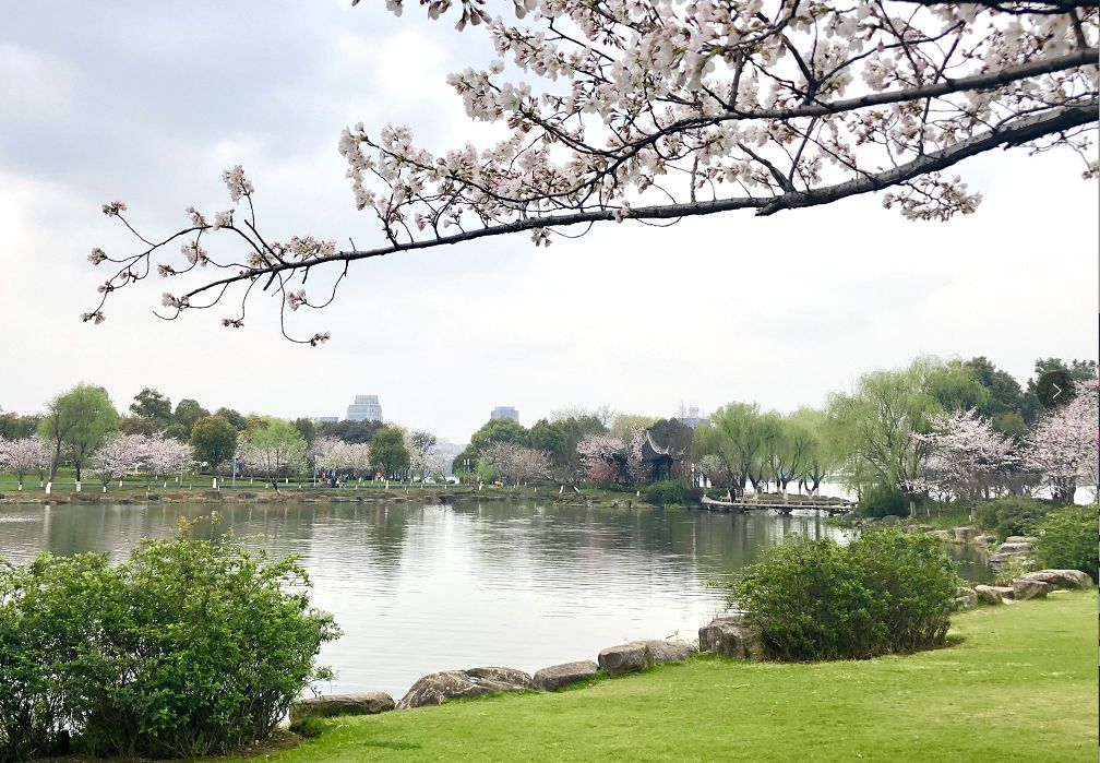 柯桥瓜渚湖樱花图片