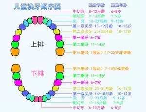 深圳夏令營06歲寶寶牙齒問題看這一篇就夠了