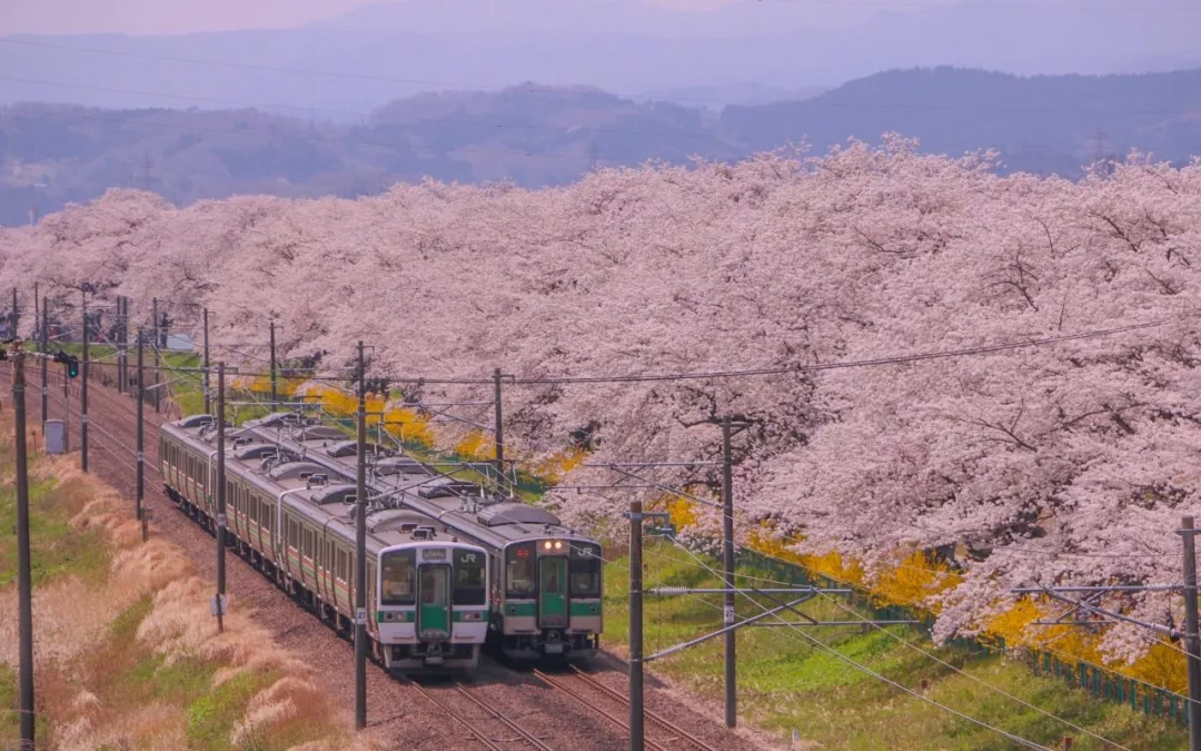 吃喝玩樂日本遊丨電車開進櫻花林這不就是最唯美的日劇場景嗎