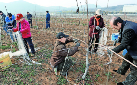 村民正在果樹專家的指導下為櫻桃樹拉枝整形