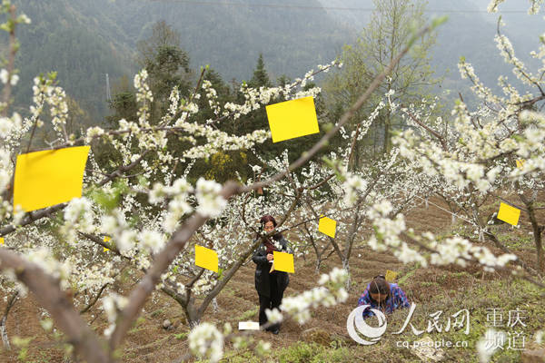 據瞭解,自2017年以來,巖東鄉河壩村渝佳青脆李種植基地加大投入,通過