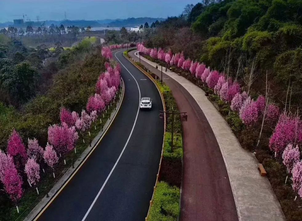 綠心路十里桃花竟然上央視了整整霸屏1分20秒樂山老鄉轉起