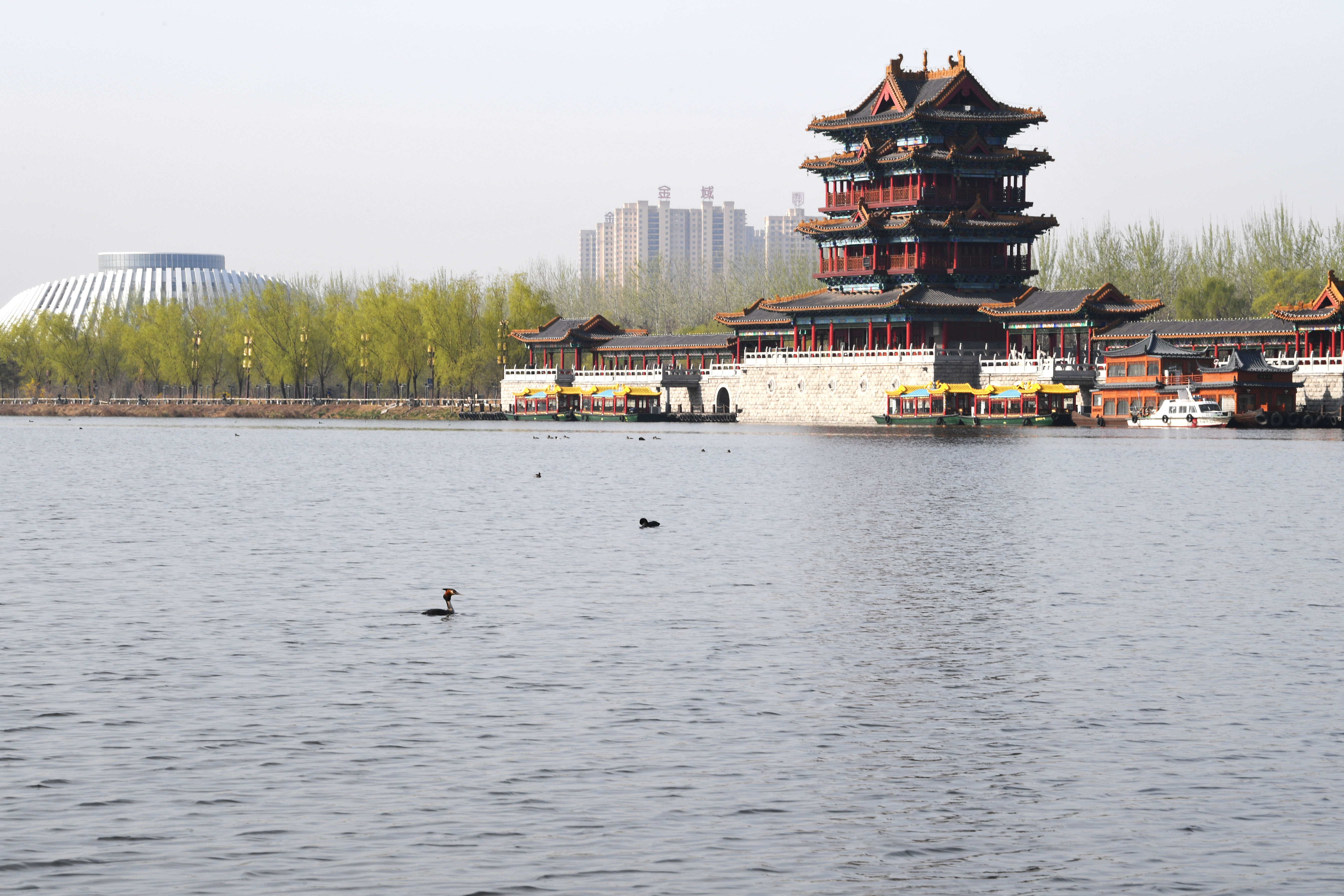 近日,位于山西省临汾市尧都区的汾河文化生态景区桃花竞相开放,水鸟