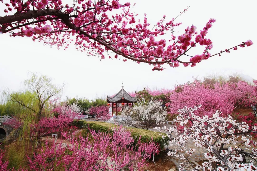 沂水雪山梅園,現紅梅似火景觀