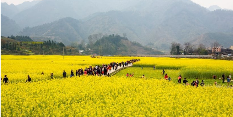 图源:铜仁微报瓦屋油菜花俯瞰山脚,油菜花烂漫盛开,如同一块黄绿相间