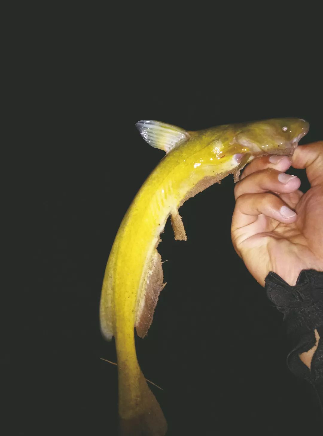 这条夜钓的鱼获俗称牛尾巴,也叫青颡,和黄颡鱼是近亲