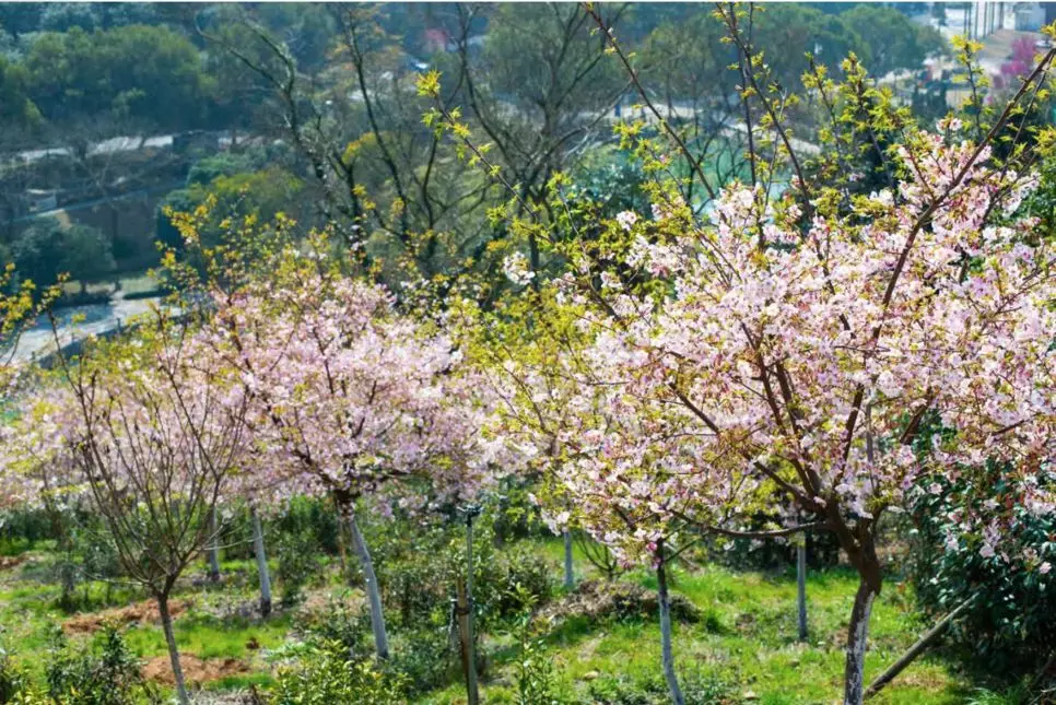 宁波绿野山庄樱花图片