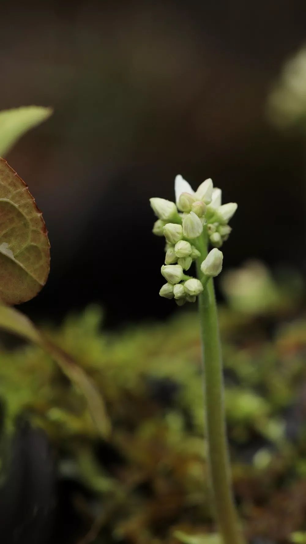 春花苔花各自开