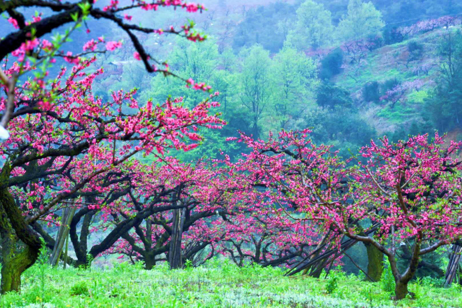 江门市桃花源景区图片