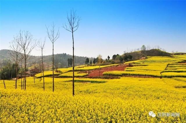 【媒體關注】安康春來早 漢陰有鄉愁;故鄉的油菜花