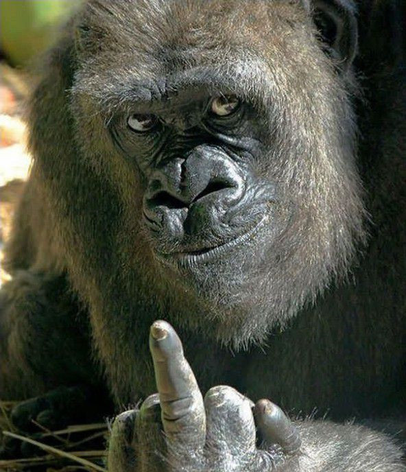 照片看世界大猩猩为何会竖中指动物的智商