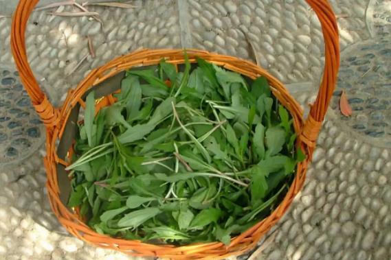 春天野菜惜如金,1500畝生態園,11種野菜大全,青島大媽趕車來