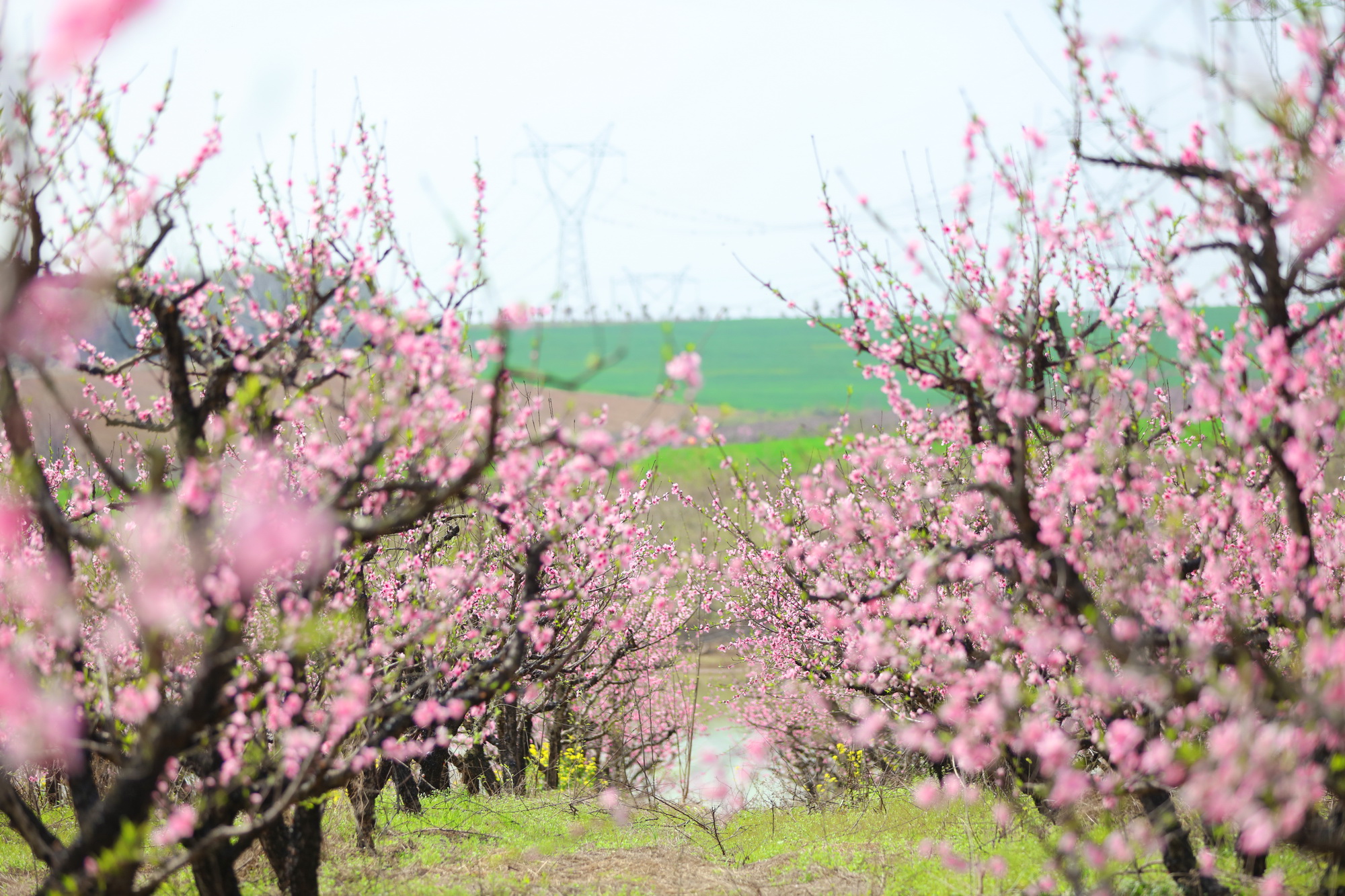 屈家岭桃花节图片