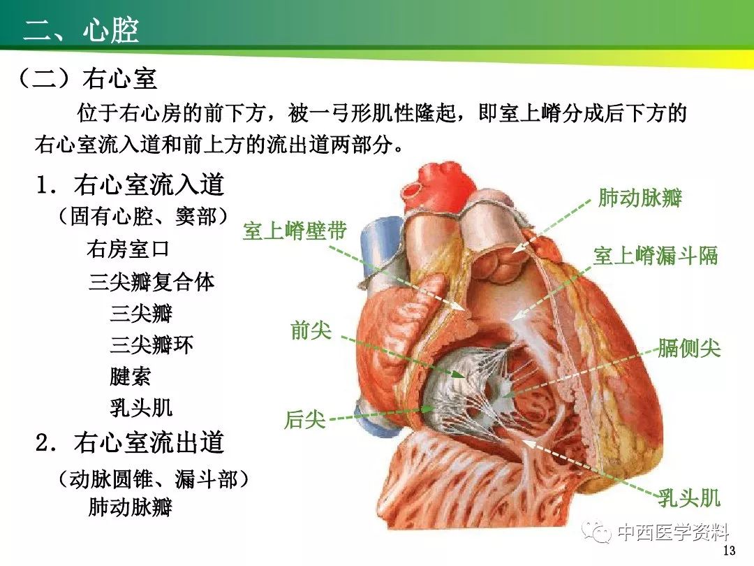 心脏流入道流出道图解图片