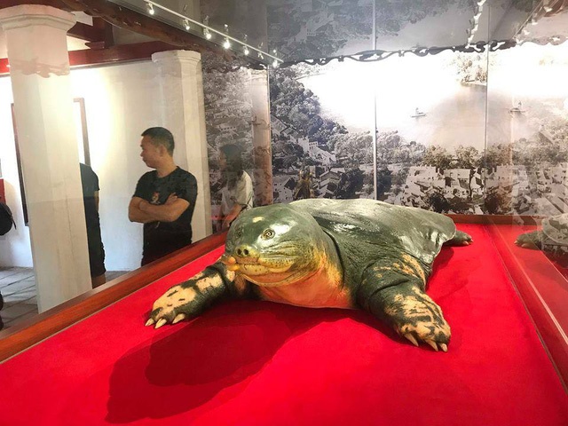 越南国宝千年神龟标本正式对外展示曾是世界最大乌龟头大如牛