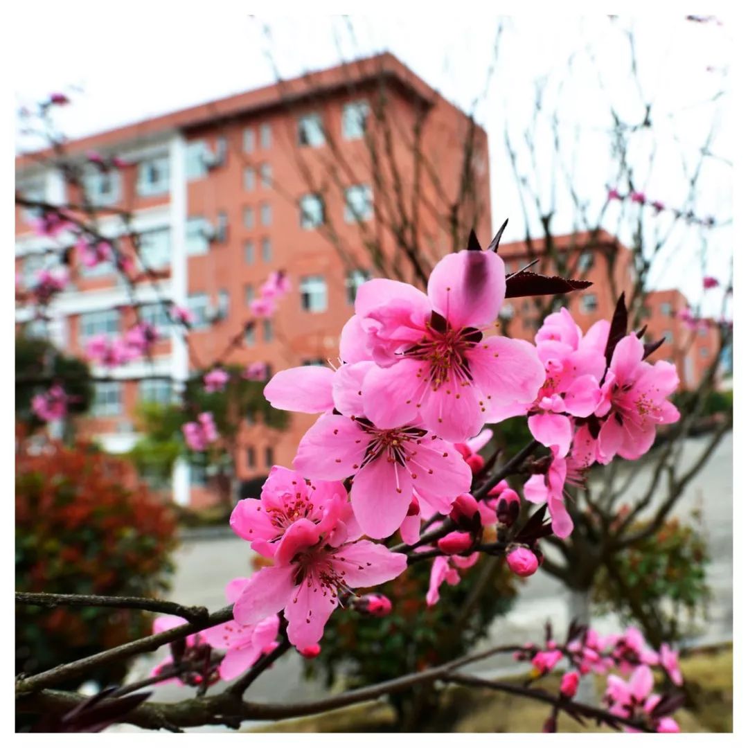 题都城南庄—崔护(唐)校园春色春霞唱晚夕阳无限好,只是近黄昏.