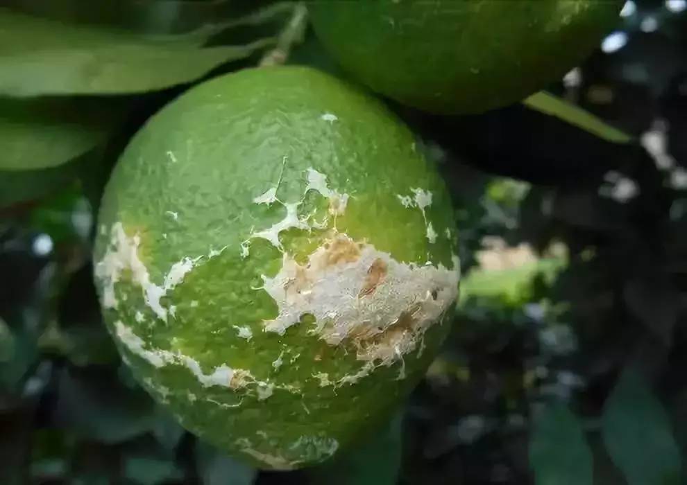 柑橘花期遇雨水,灰霉病警报拉响,果农雨后摇一摇减少花皮果!