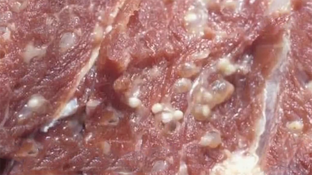 米猪肉脂肪粒图片