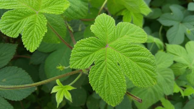 農村一種滿身是刺的野草人稱南方人參對降壓有好處