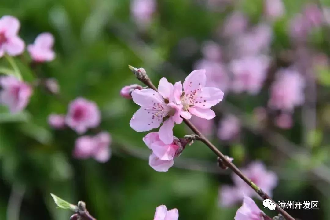 桃花怒放,繁花似錦粉面凝妝翠黛顰,無言有淚不禁春桃花花季 |3月至4月