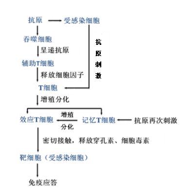 高中生物之免疫調節體液免疫和細胞免疫的過程