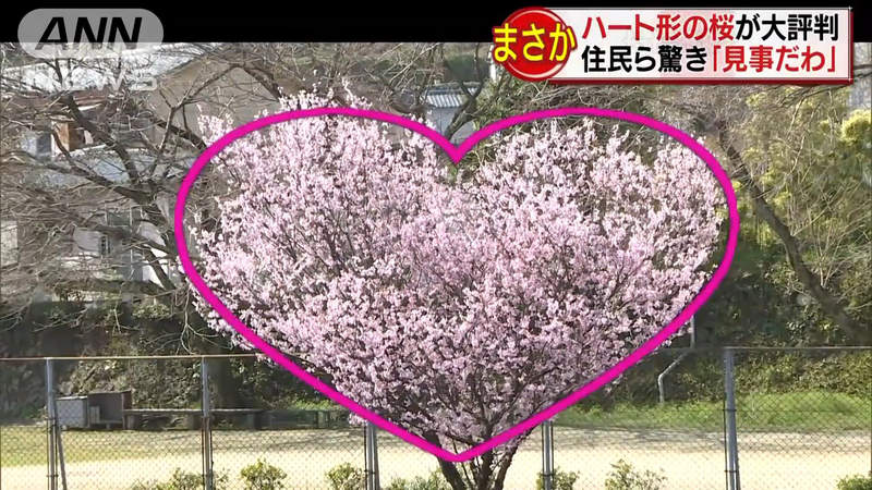 日本樱花季开跑,社交网站疯拍爱心樱花当地人却根本没听过