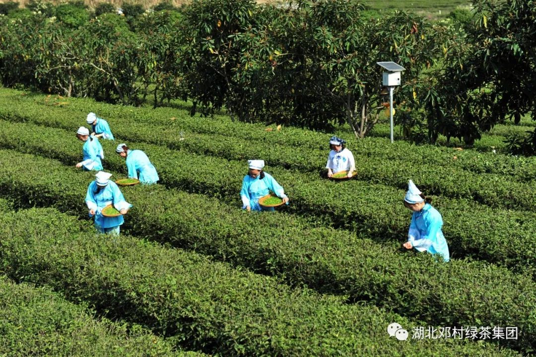 4万亩的国家地理标志,夷陵区茶叶集体商标及公共品牌邓村绿茶生产大
