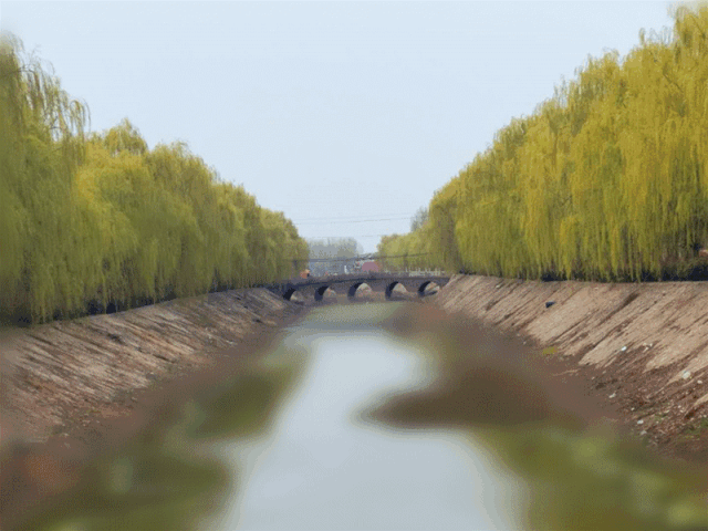 朱仙镇运粮河两岸的风景柳被你们弄成啥了?请您手下留情吧!