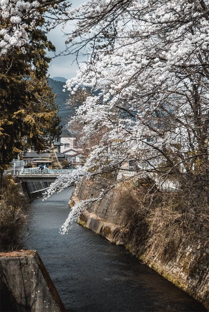 日本早樱花期(日本早樱花期多久)