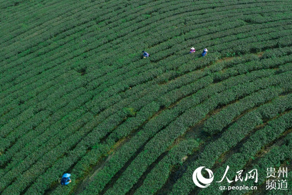 航拍貴州安順紫雲縣壩羊鎮茶園.趙靜 攝採茶工採摘茶葉.