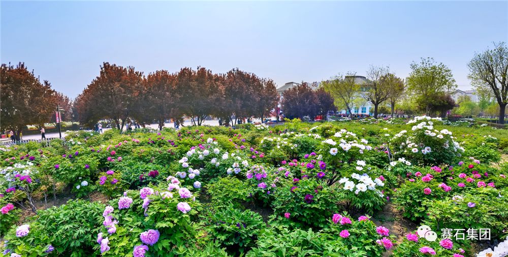 曹州牡丹園4月1日重裝開園!更多細節提前曝光!_菏澤