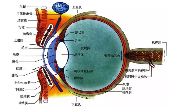 虹膜和睫状体解剖图图片