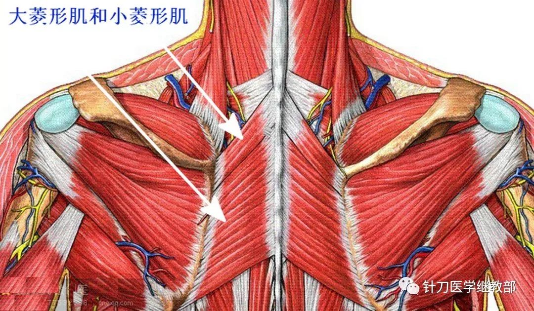 菱形肌功能解剖_肩胛骨