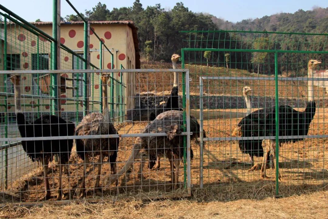 重磅!大青山動物園最新開工情況