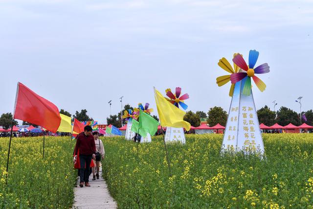 消泗油菜花节图片