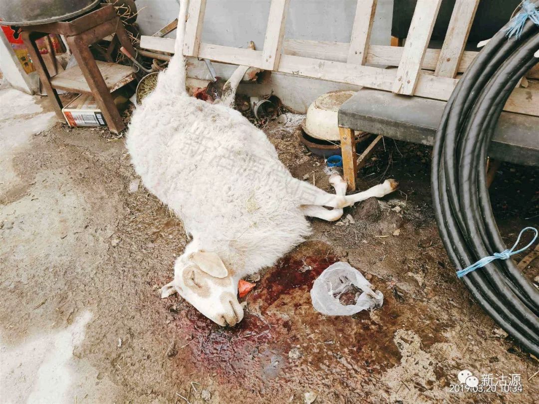 羊布病流产羊羔图片图片