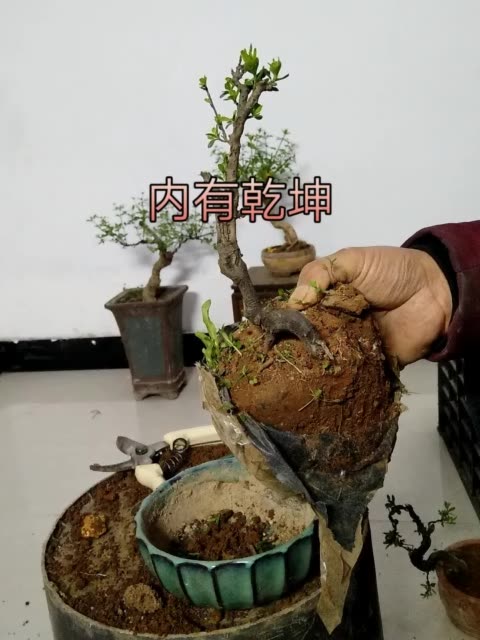 鐵馬鞭來自大鵬園藝喜歡的朋友可以搜索快手名大鵬園藝每天福利放鬆