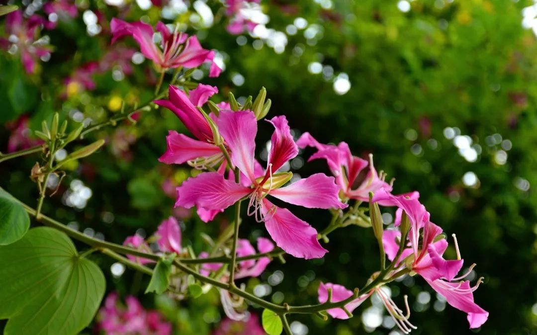 广州常见花卉及其图片图片